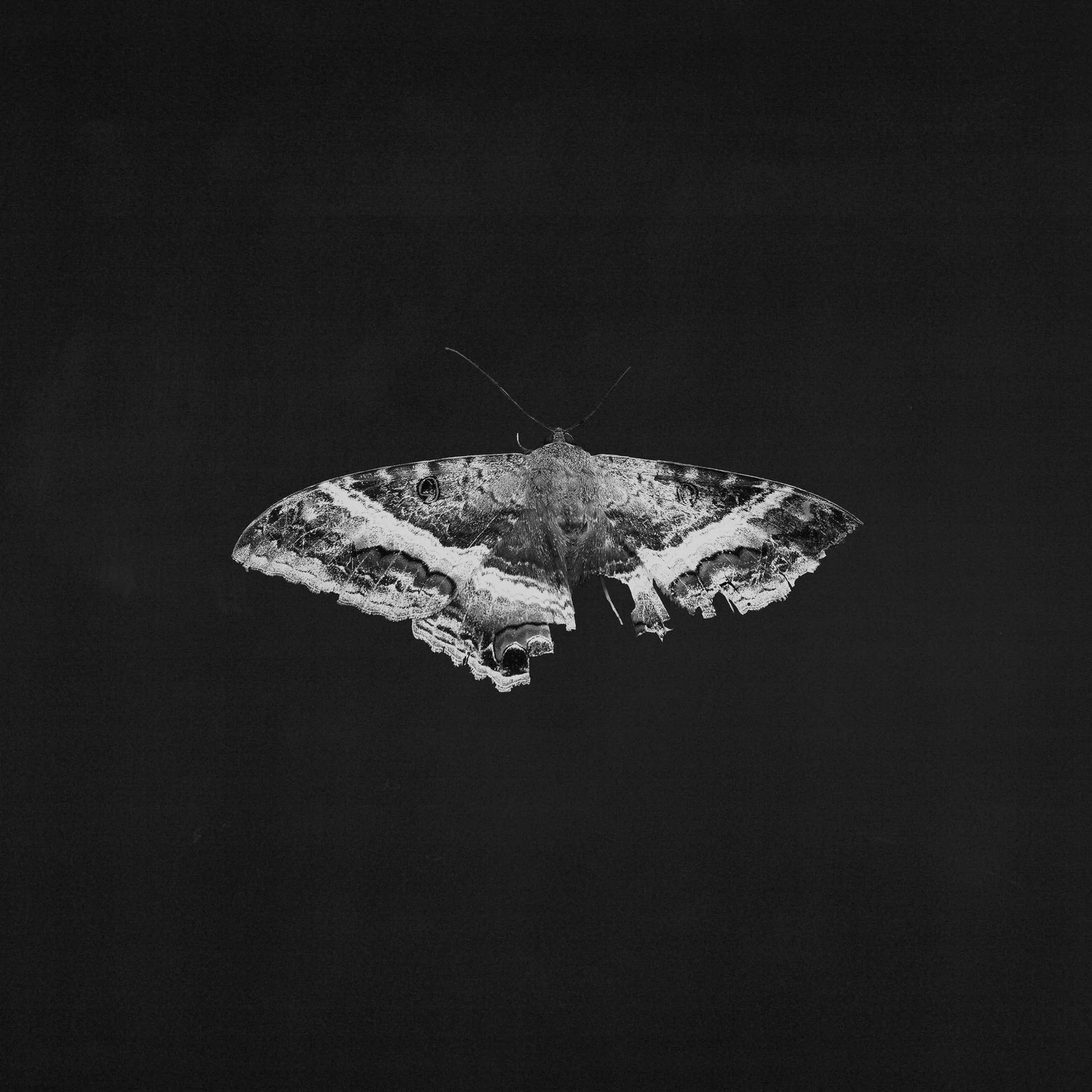 An image of the album Kendrick Lamar-  To Pimp A Butterfly Exclusive 180g Vinyl (10 Year Anniversary Edition) - Alternate Artwork